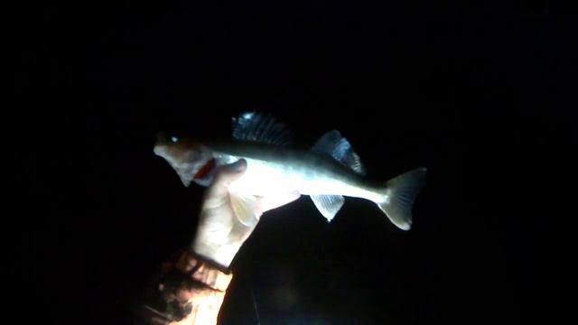Lure Fishing #94 - Sunrise Walleye Jigging with Berkley Gulp Minnow Jigs