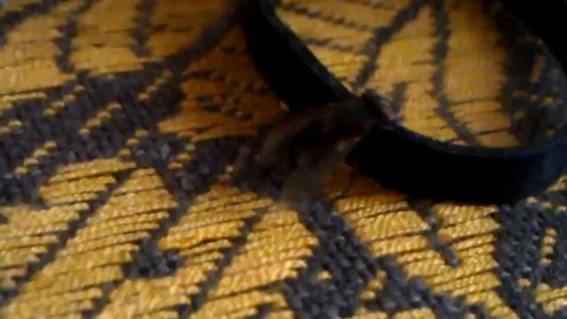Муха умывается / Clean Fly