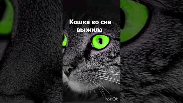 КОШКА ВО СНЕ ВЫЖИЛА. ИНГА ХОСРОЕВА. ВЕДЬМИНА ИЗБА.