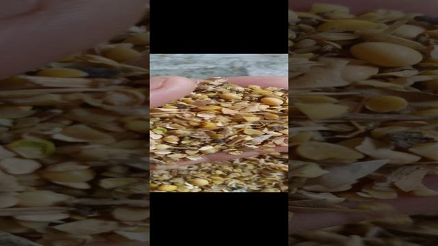 соевые отходы 2подработка.mp4