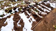 Гибель рассады в огородах дачников: майский буран -2024