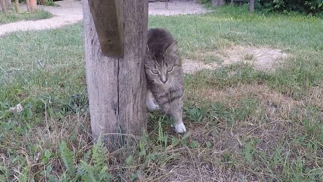 10 TABBY CAT BREEDS ? Cats with Striped Coats