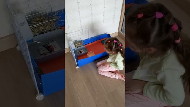 Новая морская свинка! Что нужно для подготовки места. Приезд и первый вечер.