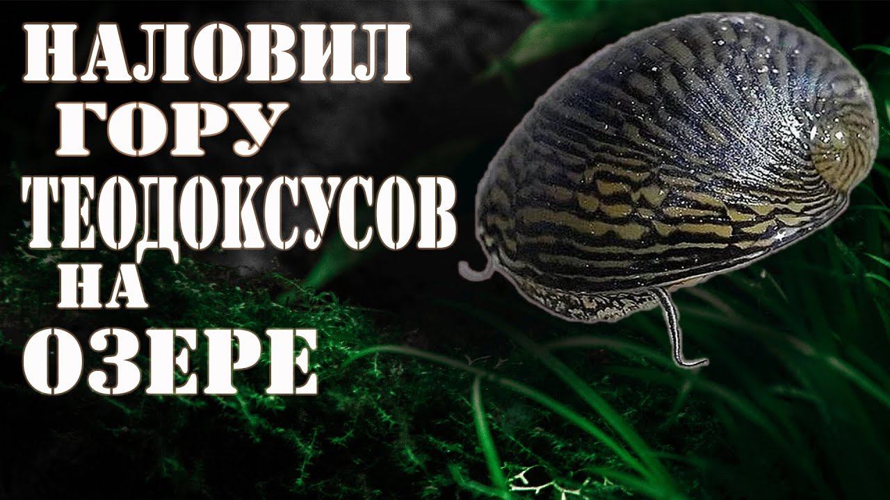 УЛИТКИ ТЕОДОКСУСЫ нашёл гору УЛИТОК для АКВАРИУМА !