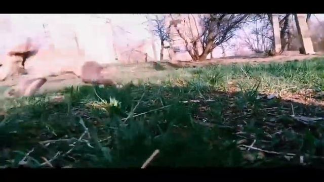 Спаниелька на прогулке 🌳🐕❤️
