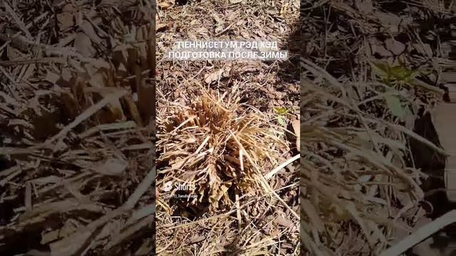 Декоративный злак для сада - Пеннисетум лисохвостный Ред Хэд. Подготовка после зимы