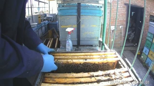 Крушение стереотипов в пчеловодстве.Резерва 6-8 кг мёда в ульях нет,а пчелы бурно развиваются.
