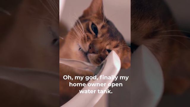cat funny love story | cat funny short story | funny cat sounds meow