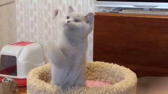 Лиловая девочка Линкс, 3 месяца (Linx of Noblesse Oblige)