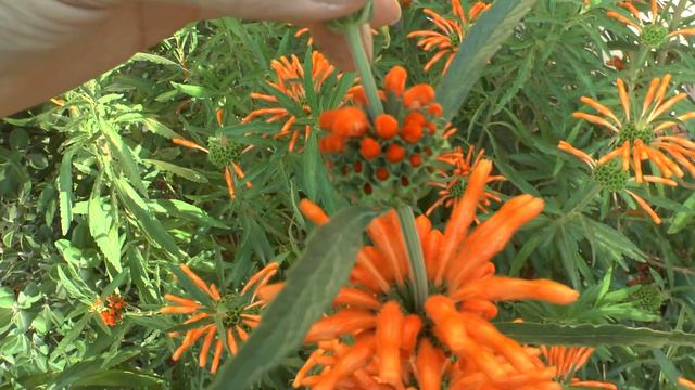 Leonotis leonurus -  Lion's Tail - growing and care (attract butterfly)