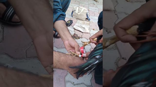 Murge ke sath kill lagane ka asa taraqa as se ap ka murga lazmi kill mare ga.