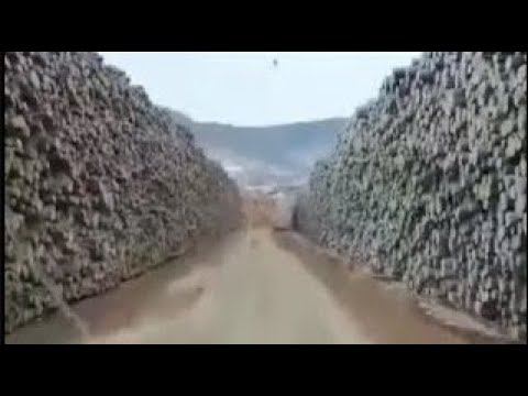 Ещё не много и в России не останется леса