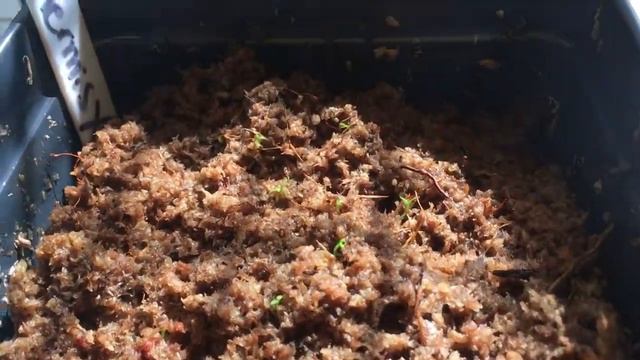 Growing Nepenthes from Seed
