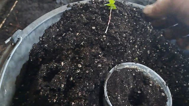 Как размножить ежевику Кедо крапивкой из маточного корня.