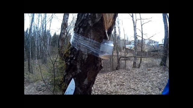 Все из-за Березового сока!