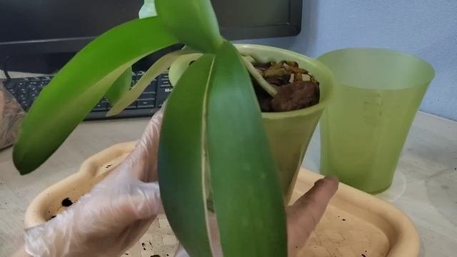 Грунт-ШОК! Такое я вижу впервые! КАМНИ в посадке у орхидеи! Как помочь орхидеям? Ошибки новичков
