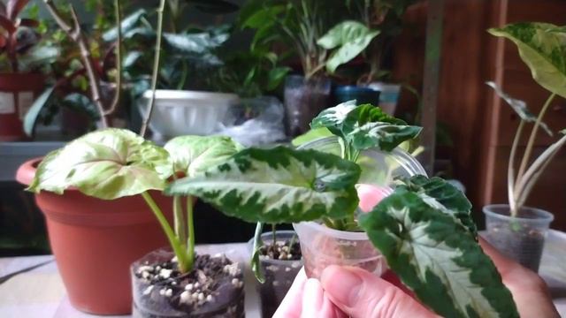 Комнатные растения🌿из каких черенков растение быстро вырастет