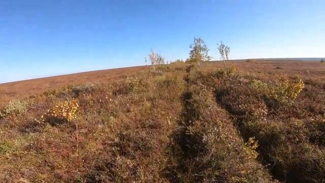 Arranged a small hike in the forest tundra. Устроил небольшой поход в лесотундру.