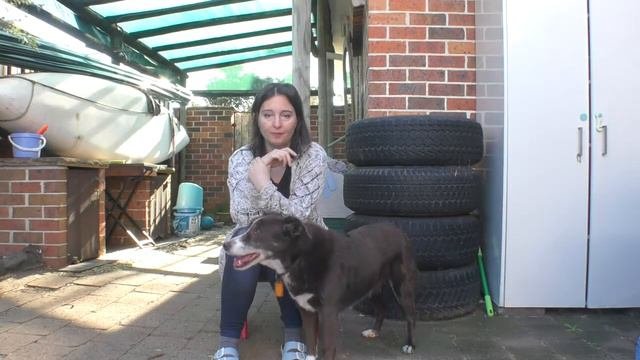 Спасли Собаку Дважды / История Нашей Собаки / Our Dog