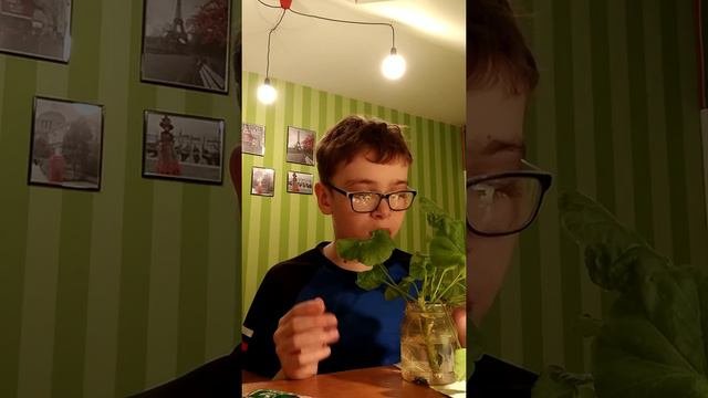 Укоренямые пеларгонии что я с ними буду делать