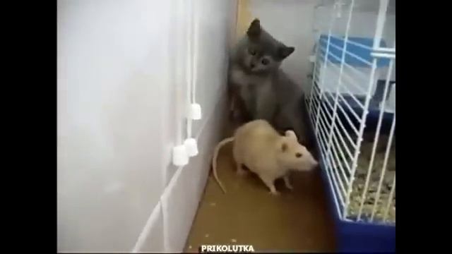 УДИВИТЕЛЬНАЯ ДРУЖБА КОШКИ И МЫШКИ ПРИКОЛ Amazing FRIENDSHIP Funny Cats And Mouse