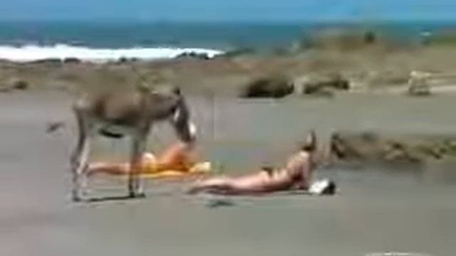 Прикольный ишак