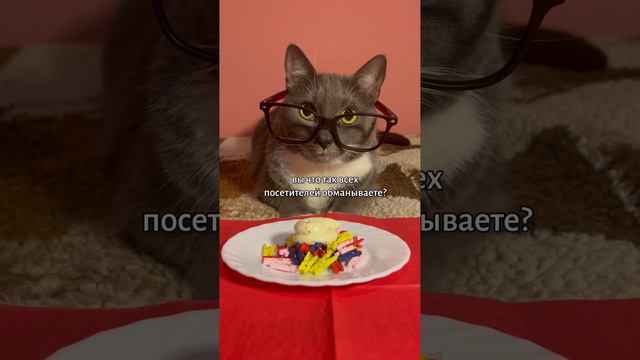 котик в ресторане: лазанья.