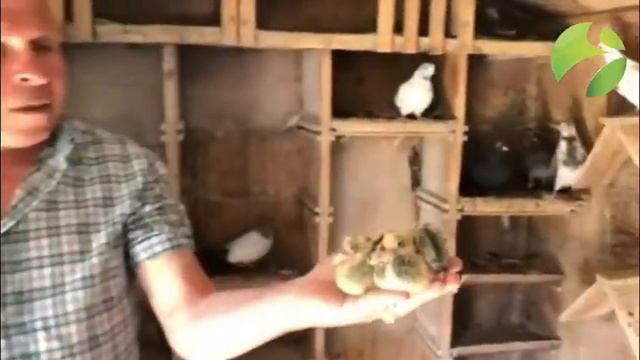На голубятне в Ноябрьске новое потомство голубей николаевской породы