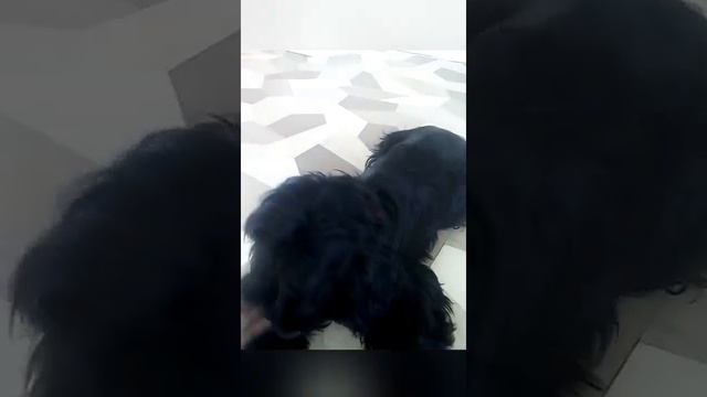 Кувырок,команда кувырок ,как выучить команду собаке?