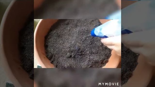 Томат "тини тим" или "крошка тим" для подоконников, балконов,террас.