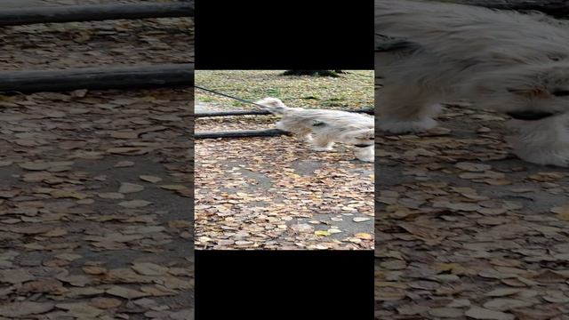VID_20230930_132824.mp4