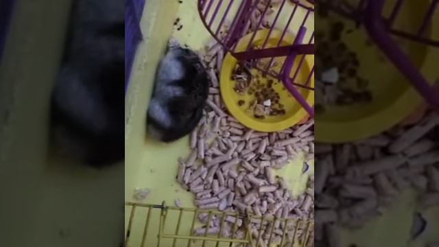 Джунгарский хомяк засыпает ❤ Вы обязаны посмотреть это видео, и лайкнуть)