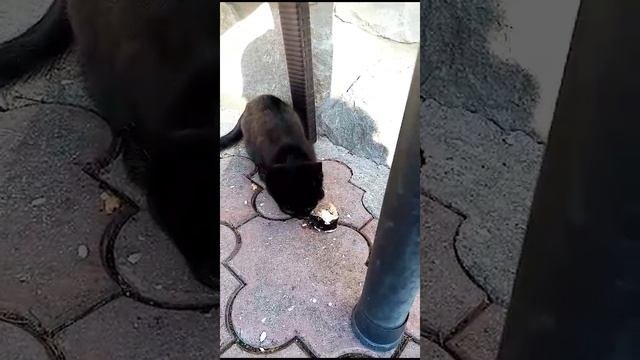 Сима точит ролы