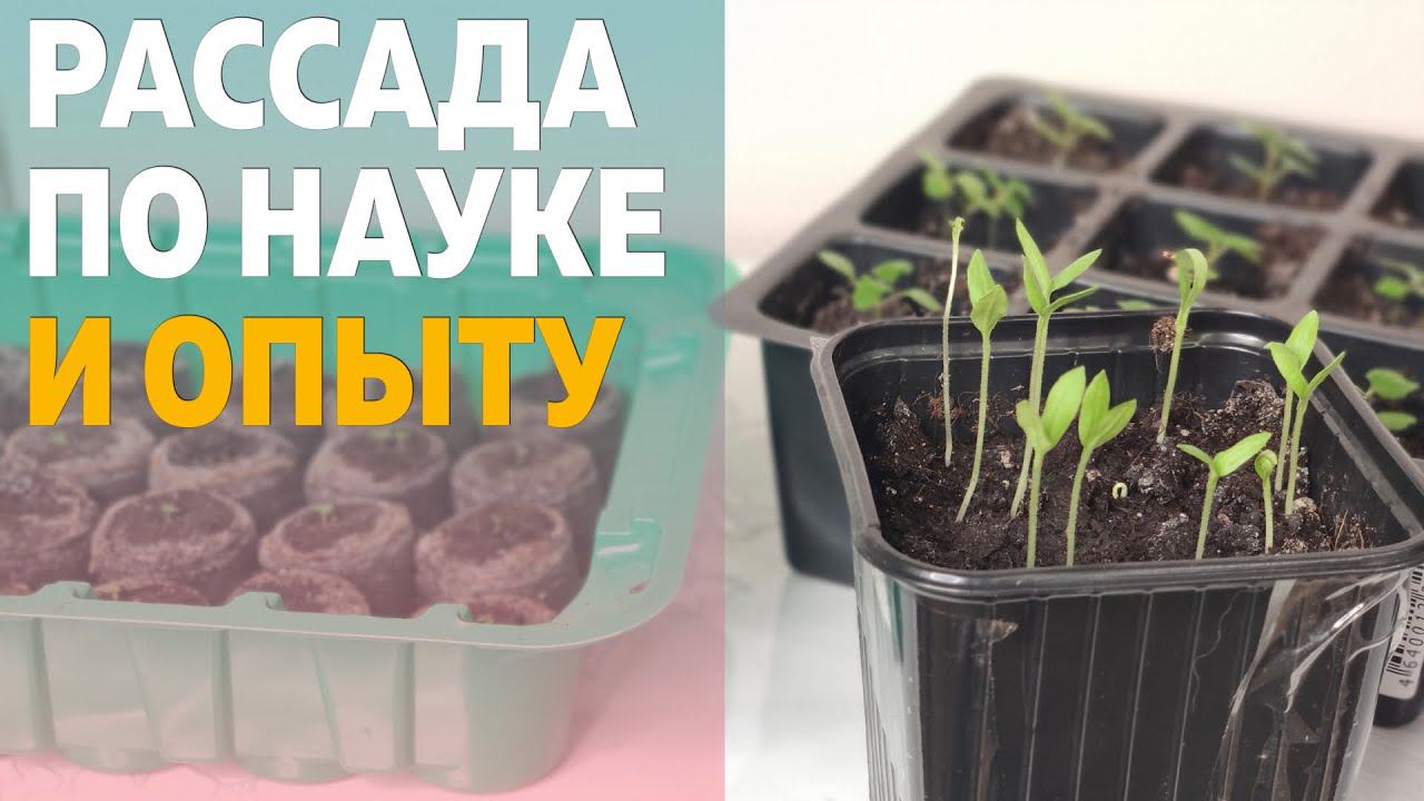 Всё о рассаде в одном ролике. От самых основ до тонкостей. Советы, основные ошибки, без усложнений