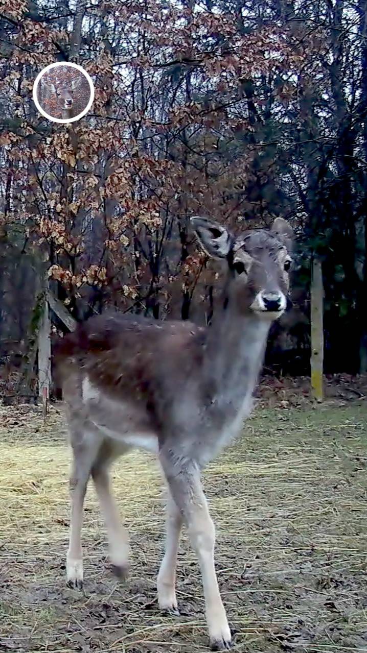 олененок решает обратиться в хаотичное бегство #лань #животные #deervader