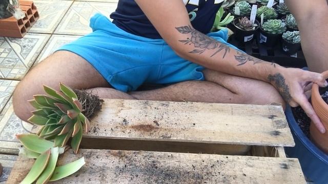REPLANTANDO MINHA ECHEVERIA RUBELLA - SUCU LOVERS