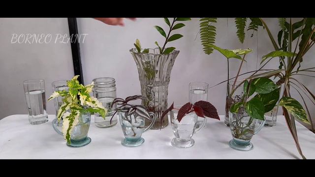 TANAMAN HIAS DALAM RUMAH MEDIA AIR || INDOOR PLANTS YOU CAN  GROW IN WATER  Ep 13
