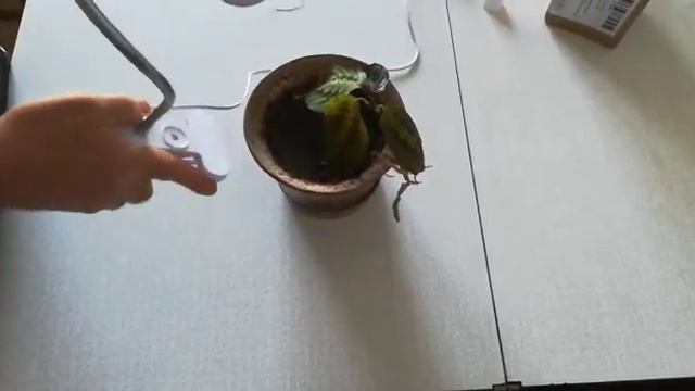 Фитолампа для растений на прищепке