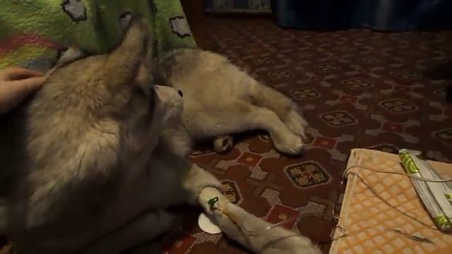 Последствия отравления. Часть 2