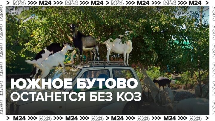 Южное Бутово может лишиться коз — Москва 24