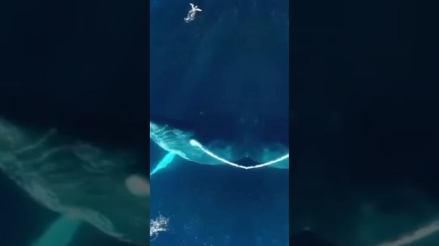 Проглотил кит? Подскажем что делать!😉