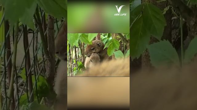 В Московском зоопарке пополнение — родились ещё двое капибариков.