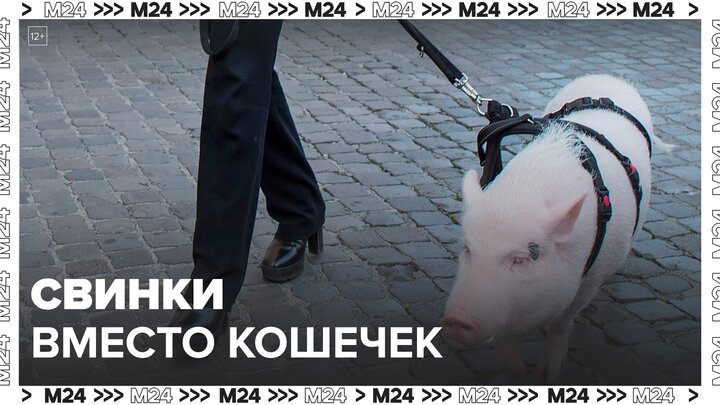Москвичи показали, каких животных предпочли кошкам и собакам - Москва 24