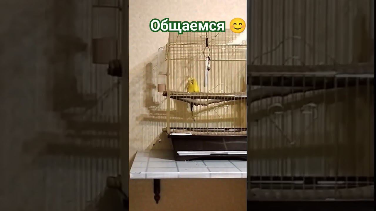Общение/пение волнистого попугая Чака #berds