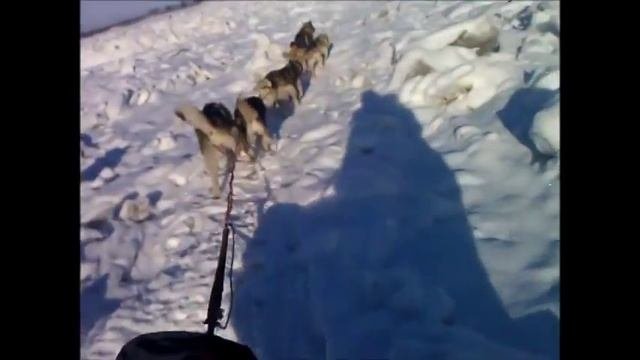 Husky, Хаски,Собачья упряжка, Упряжка Хаски,Sleeddogs