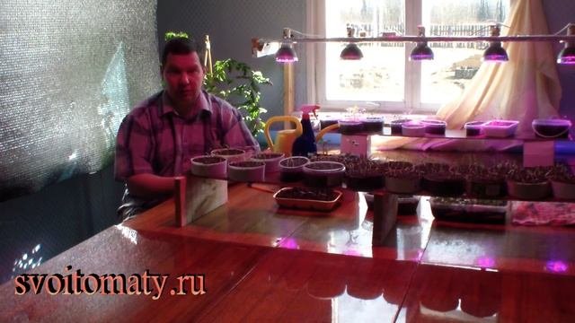 Рассада томатов за 35 дней  часть  1