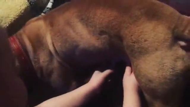 Доит собаку? Milks The Dog?