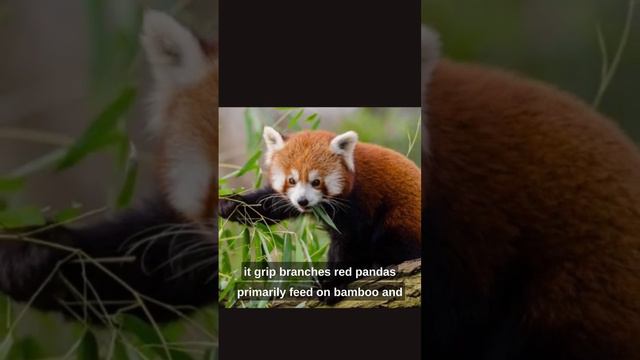 Red pandas are getting endangered 😱😱