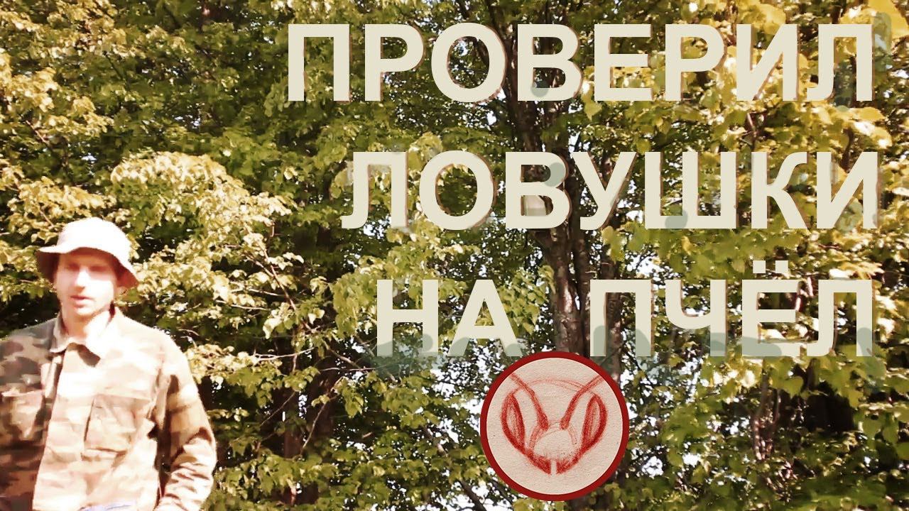 Проверял ловушки на дикие рои пчёл.  Выдержали они проливные дожди. Протекли, отсырели или ещё что