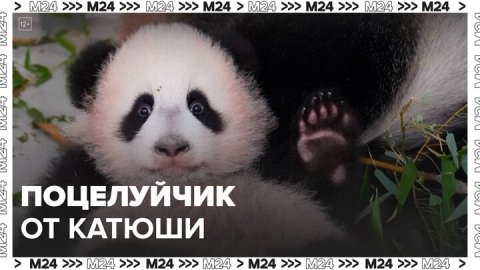Сотрудники Московского зоопарка показали, как панда Катюша целует маму Диндин - Москва 24